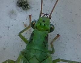 Chrysopa sp.
